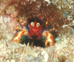 Any body what is this tiny creature call? Kapalai, Sabah by Frankie Tsen 